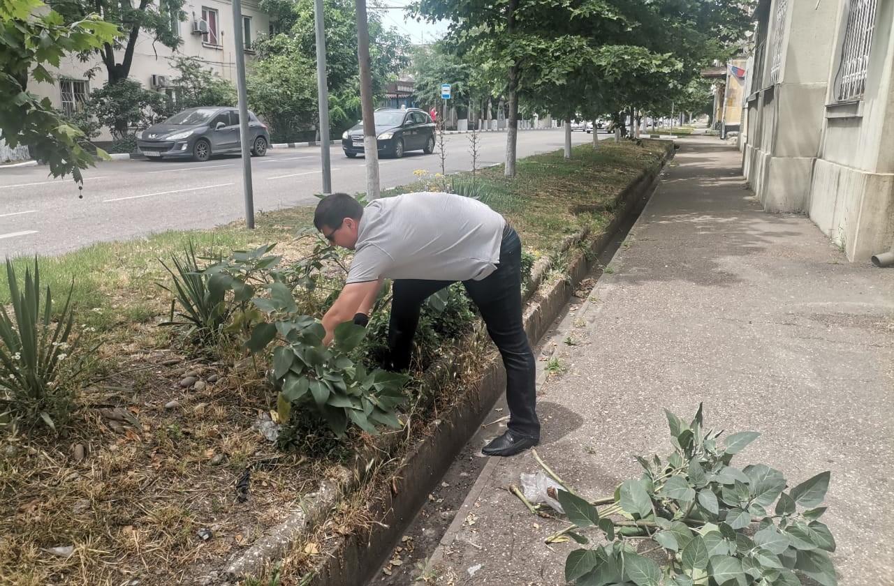 Дурман - трава»: в Восточном внутригородском районе проходит акция по  уничтожению опасного растения :: Новости :: Восточный район ::  Внутригородские районы :: Подразделения - Администрация и городская Дума  муниципального образования город-герой ...