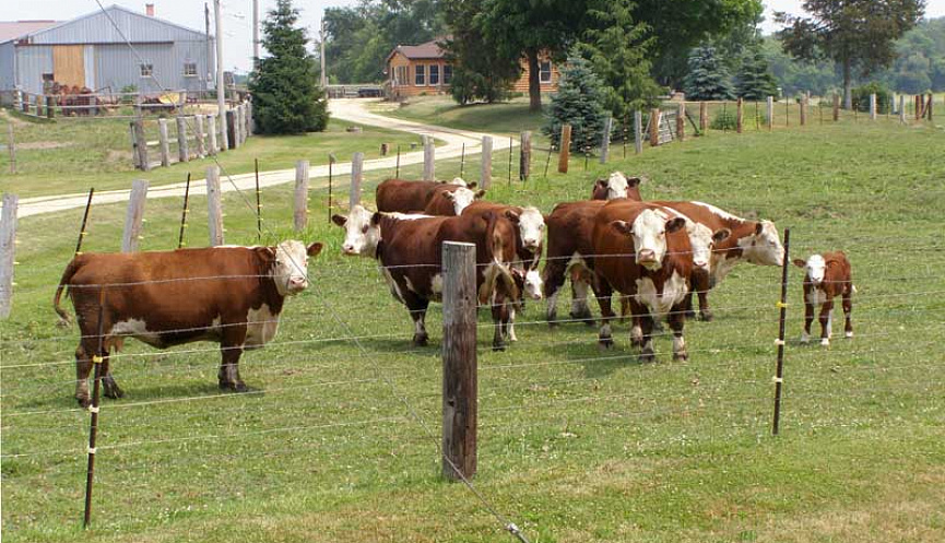 Загородная ферма. Американская ферма с коровами. Фермы коров США. Ферма США телята.
