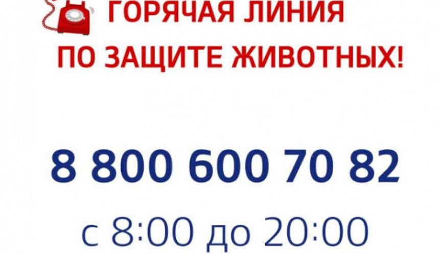 В России заработала горячая линия по защите животных :: Главные новости ::  Новости :: О городе - Администрация и городская Дума муниципального  образования город-герой Новороссийск