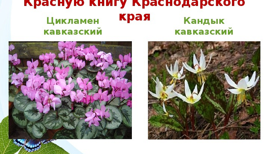 Край занести. Краснокнижные первоцветы Краснодарского края. Примула первоцвет весенний красная книга Краснодарского. Первоцветы Кубани занесенные в красную книгу. Первоцветы красная книга Краснодарского края.